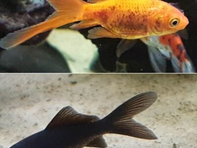 Donne 2 poissons rouges