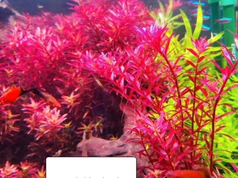 lot plantes aquarium