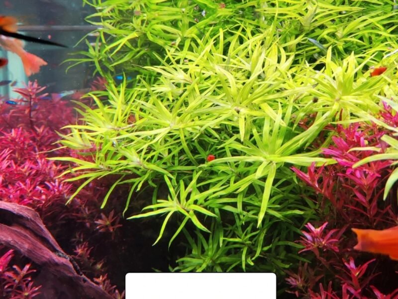 lot plantes aquarium