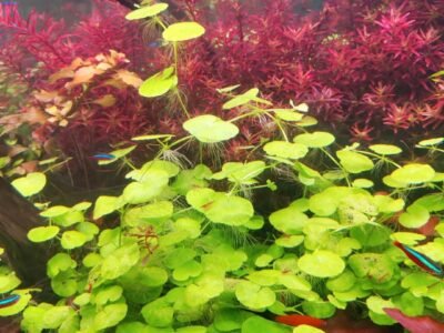 lot plantes aquarium