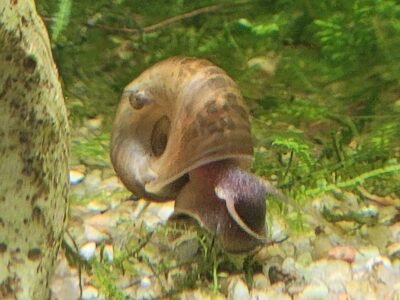 Escargots planobes aquarium