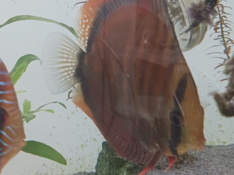 Discus et autre poisson