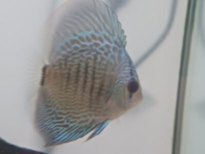 Discus et autre poisson