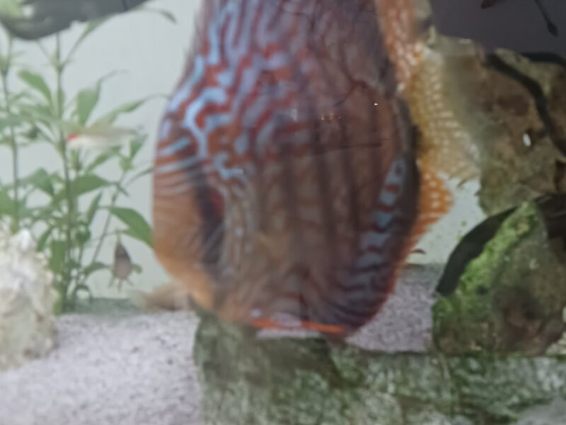 Discus et autre poisson