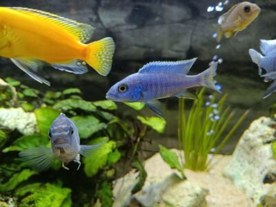 Échange contre auloncara