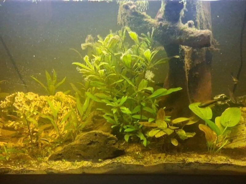 Recherche de plantes