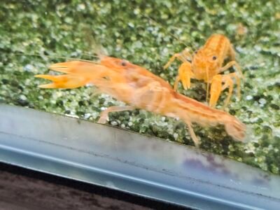 Écrevisses CPO