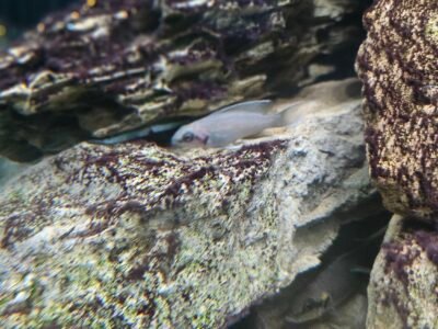 Princesse du burundi