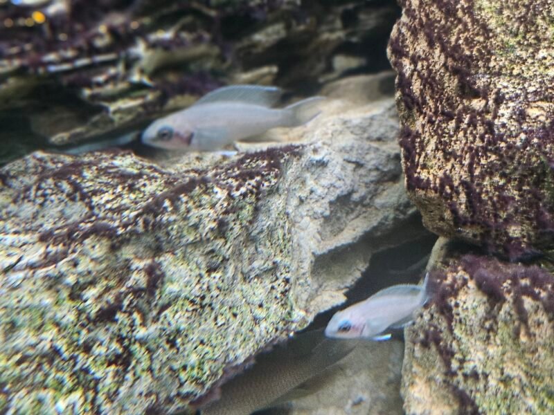 Princesse du burundi