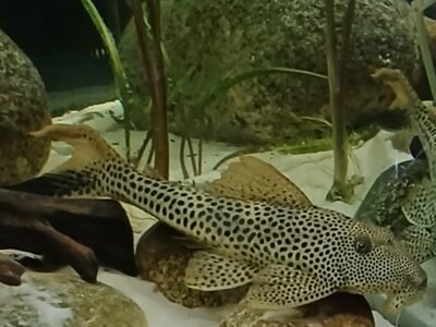 Loricaridae squaliforma emarginata