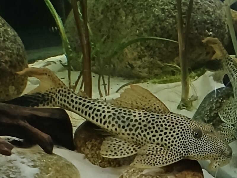 Loricaridae squaliforma emarginata