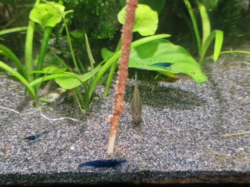 Lollies maison pour crevette