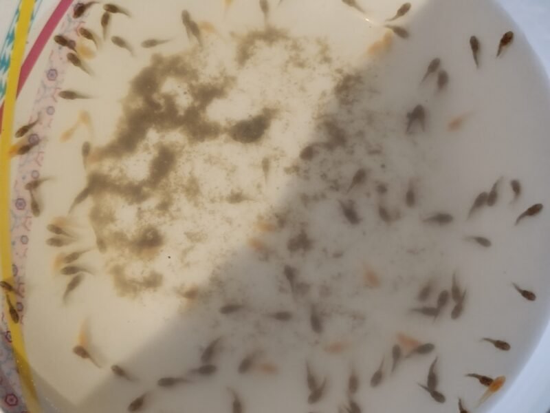 Échange alvin ancistrus commun ou albinos