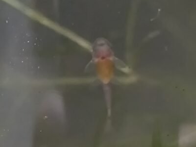 Échange alvin ancistrus commun ou albinos