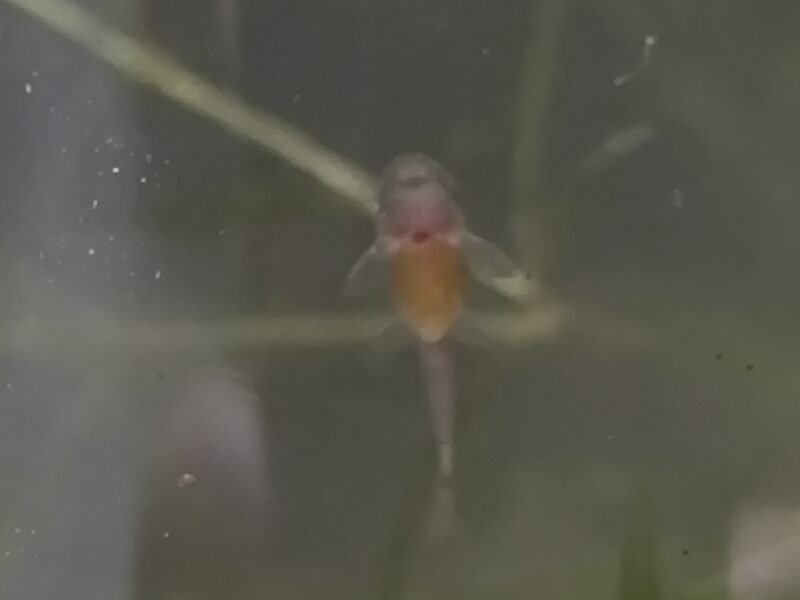 Échange alvin ancistrus commun ou albinos