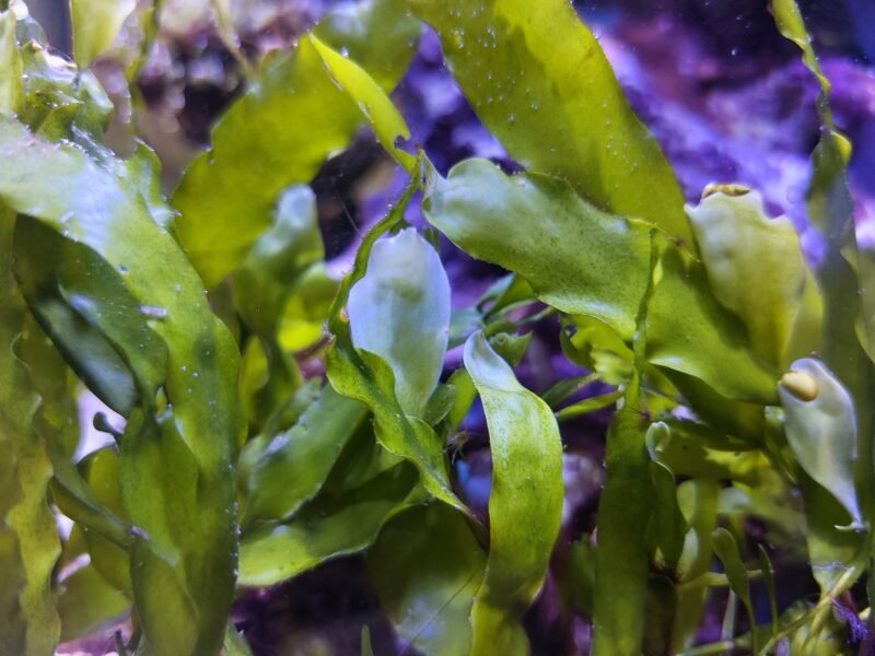 Caulerpa prolifera
