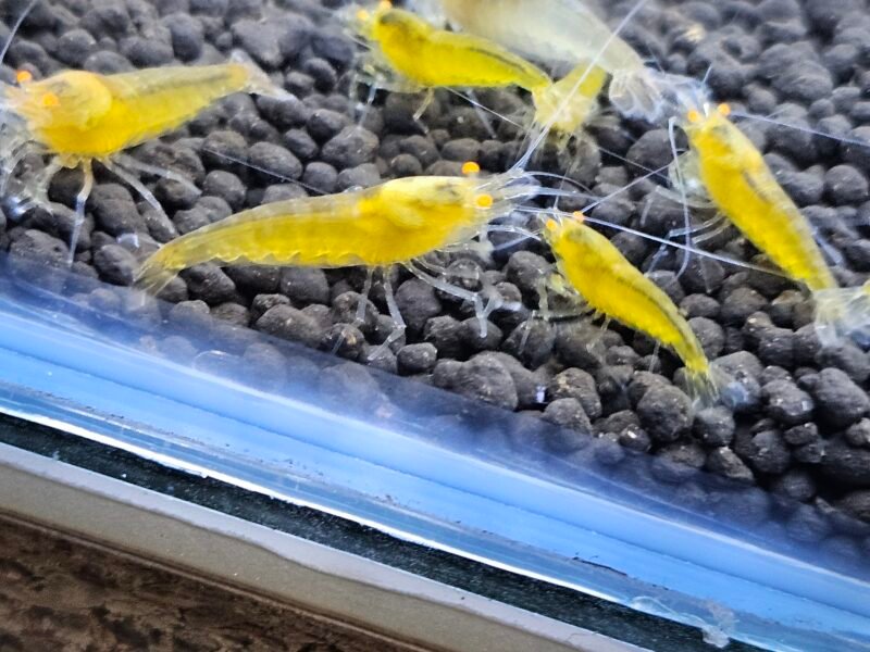 Caridina Yellow king kong orange eyes