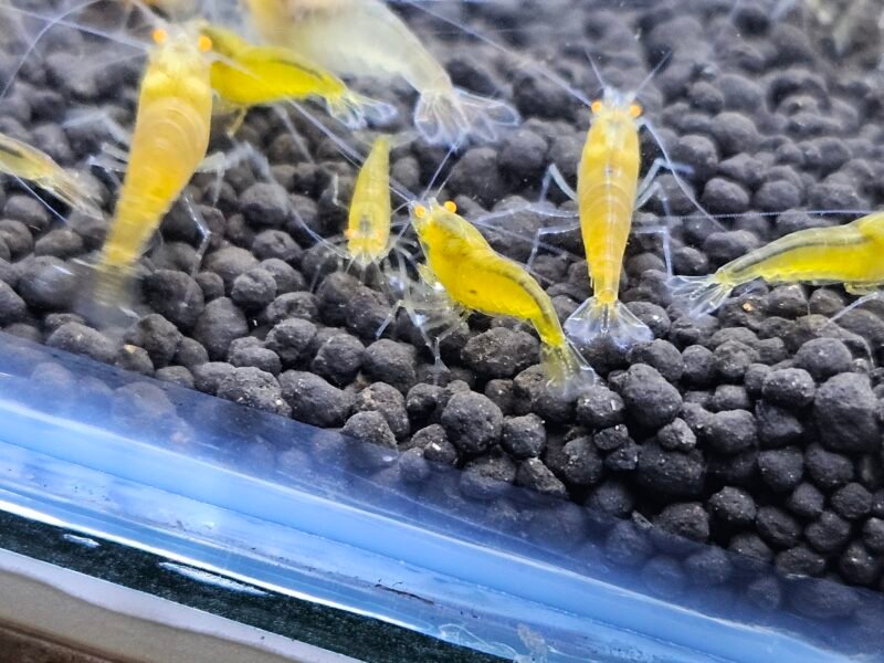 Caridina Yellow king kong orange eyes