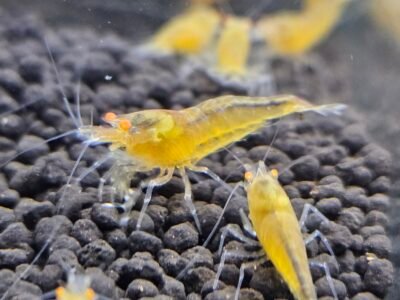 Caridina Yellow king kong orange eyes