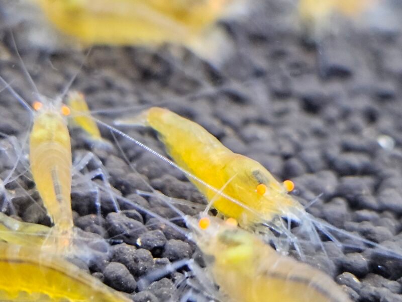 Caridina Yellow king kong orange eyes