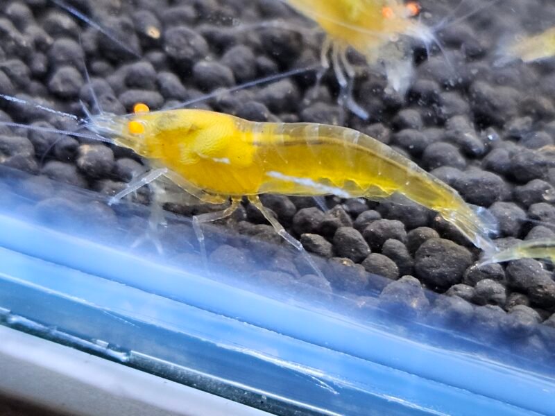 Caridina Yellow king kong orange eyes