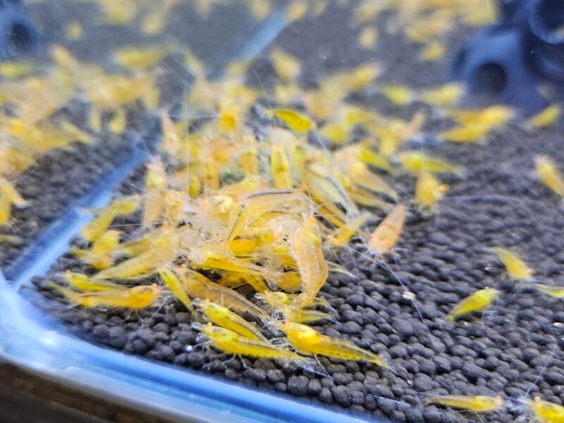 Caridina Yellow king kong orange eyes