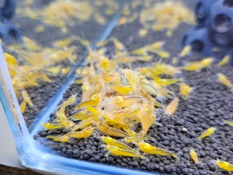 Caridina Yellow king kong orange eyes