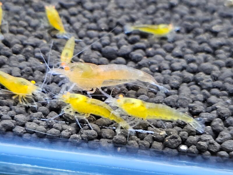 Caridina Yellow king kong orange eyes