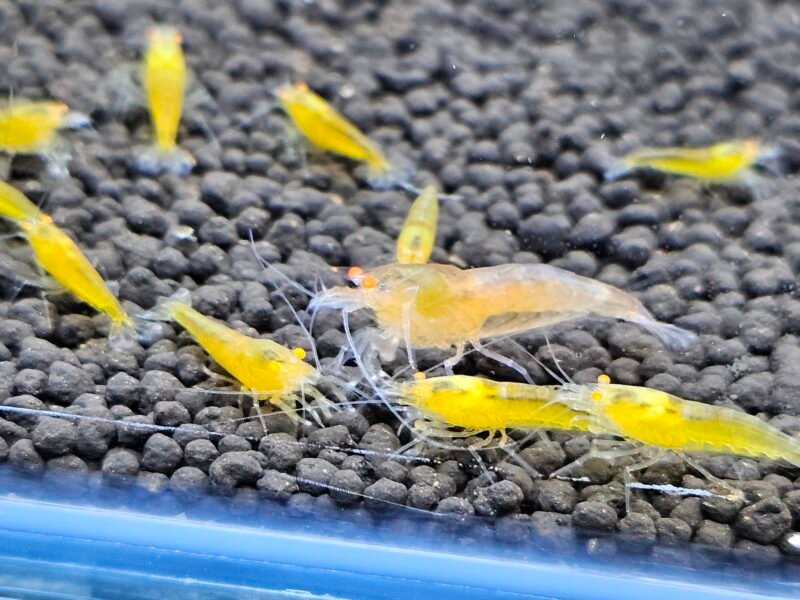 Caridina Yellow king kong orange eyes