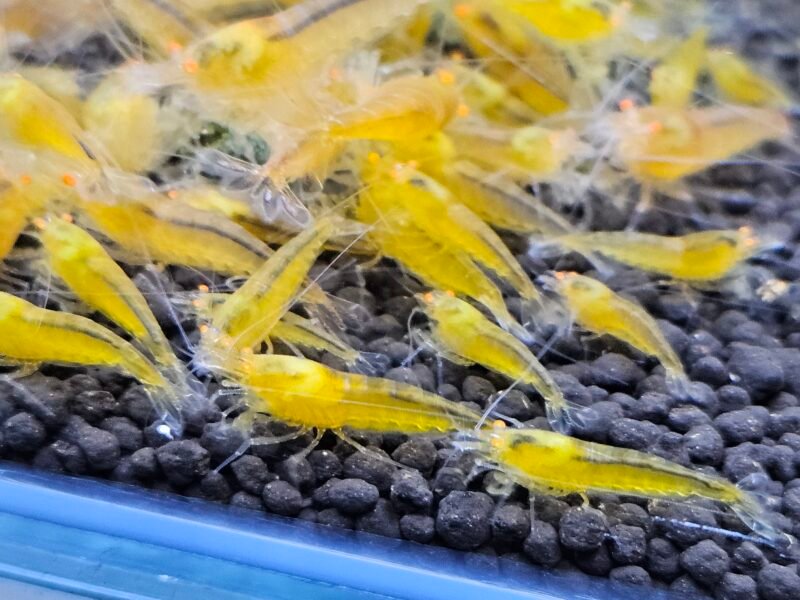 Caridina Yellow king kong orange eyes