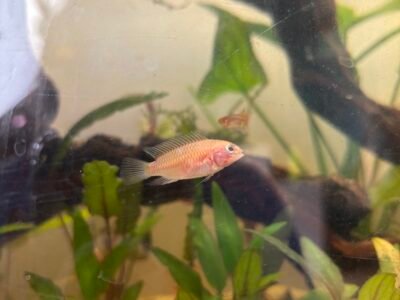 Femelle apistogramma gold