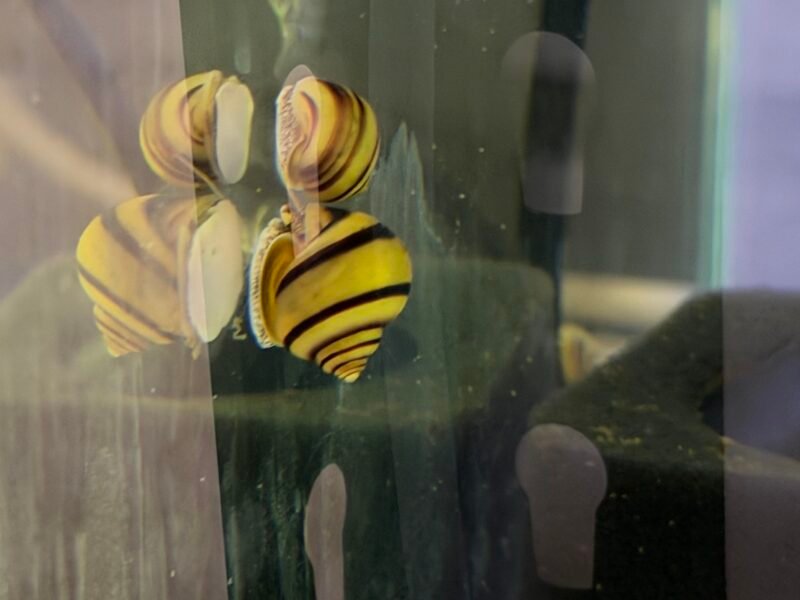 Escargots Asolene Spixi - Élevage Premium (Souche saine)