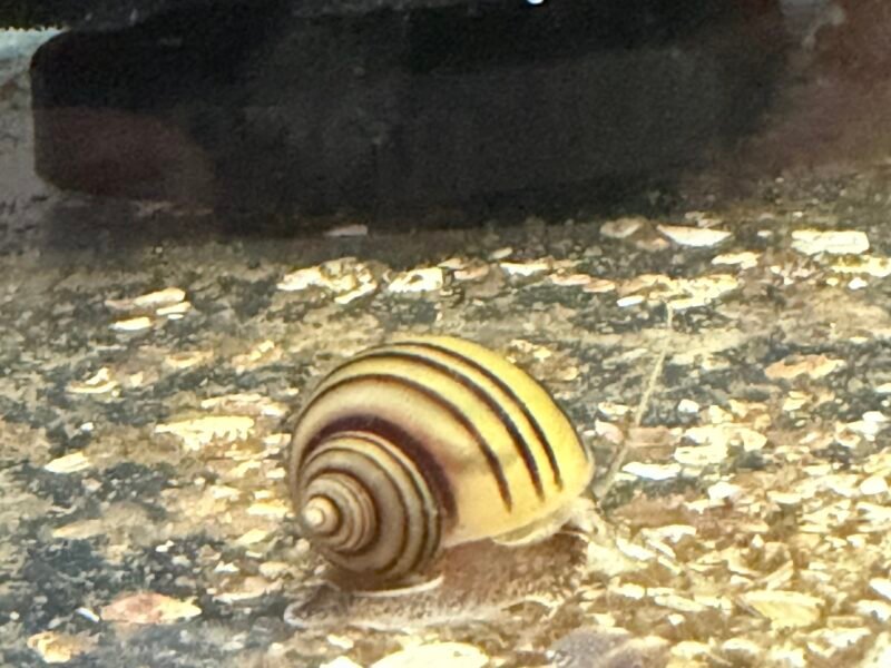 Escargots Asolene Spixi - Élevage Premium (Souche saine)