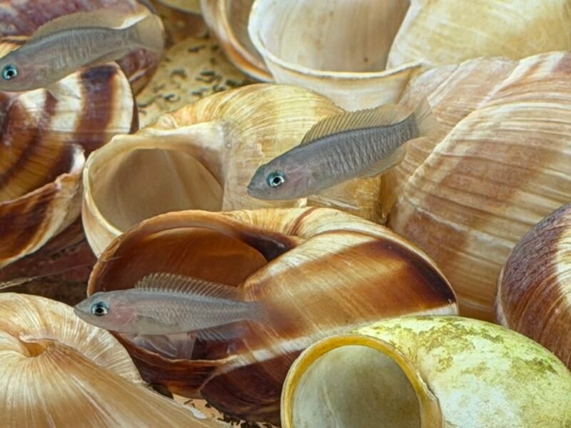 Neolamprologus multifasciatus - Souche robuste et sélectionnée