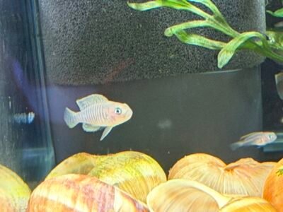 Neolamprologus multifasciatus - Souche robuste et sélectionnée