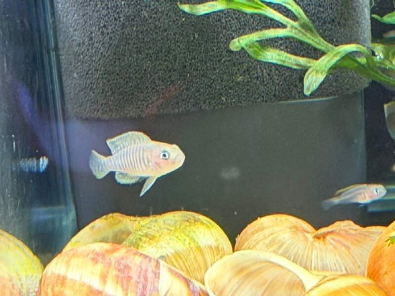 Neolamprologus multifasciatus - Souche robuste et sélectionnée