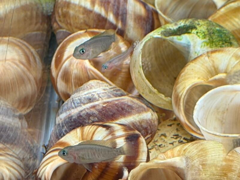 Neolamprologus multifasciatus - Souche robuste et sélectionnée