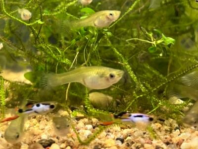 Guppy Endler silverado