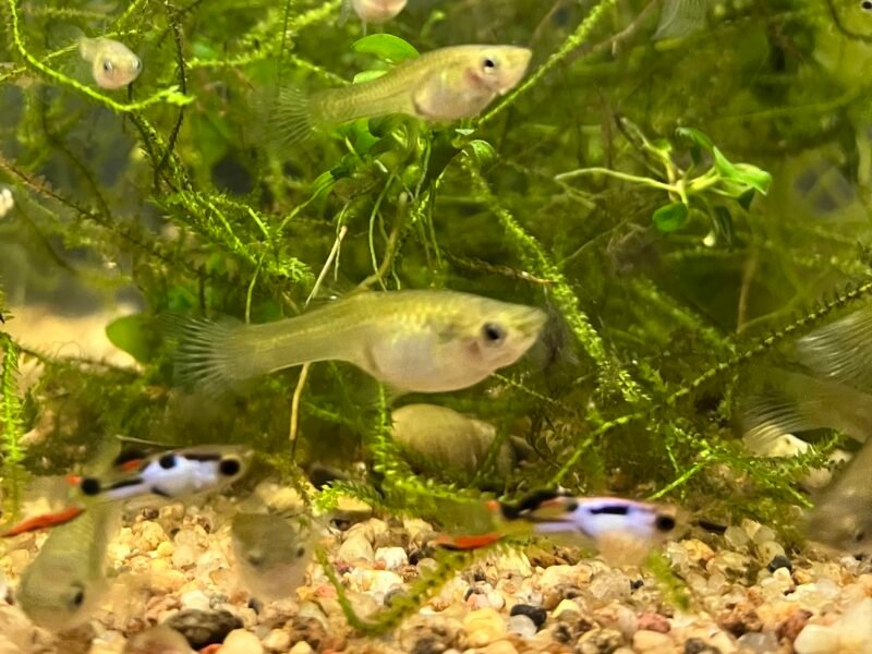 Guppy Endler silverado