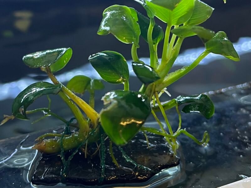 Anubias nana