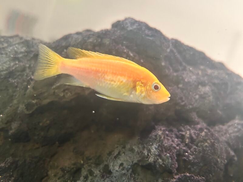 Groupe Cichlidés Africain complet