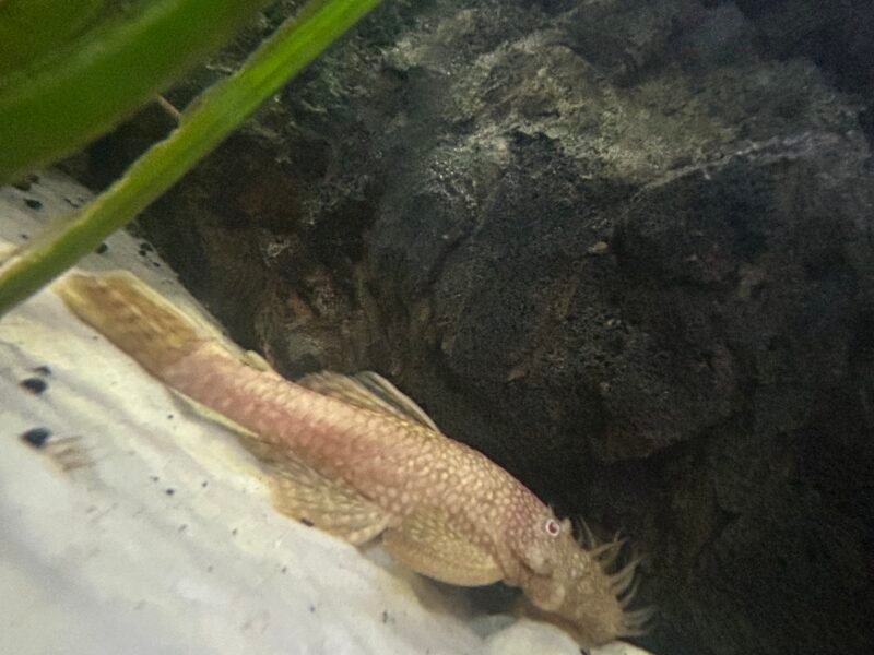 Groupe Cichlidés Africain complet