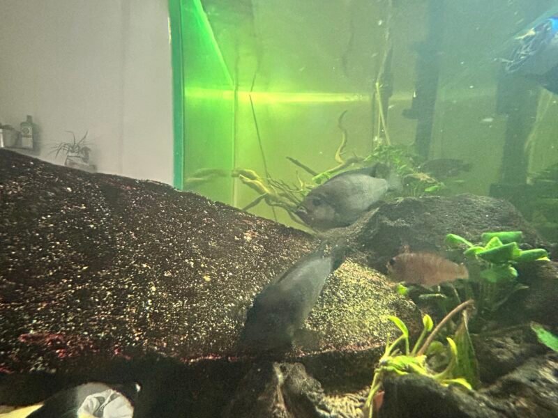 Groupe Cichlidés Africain complet