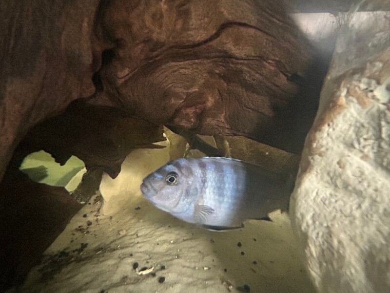 Groupe Cichlidés Africain complet