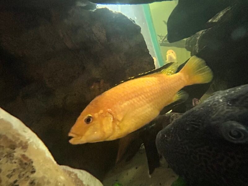 Groupe Cichlidés Africain complet