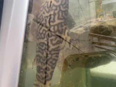 Loche Botia Lohachata