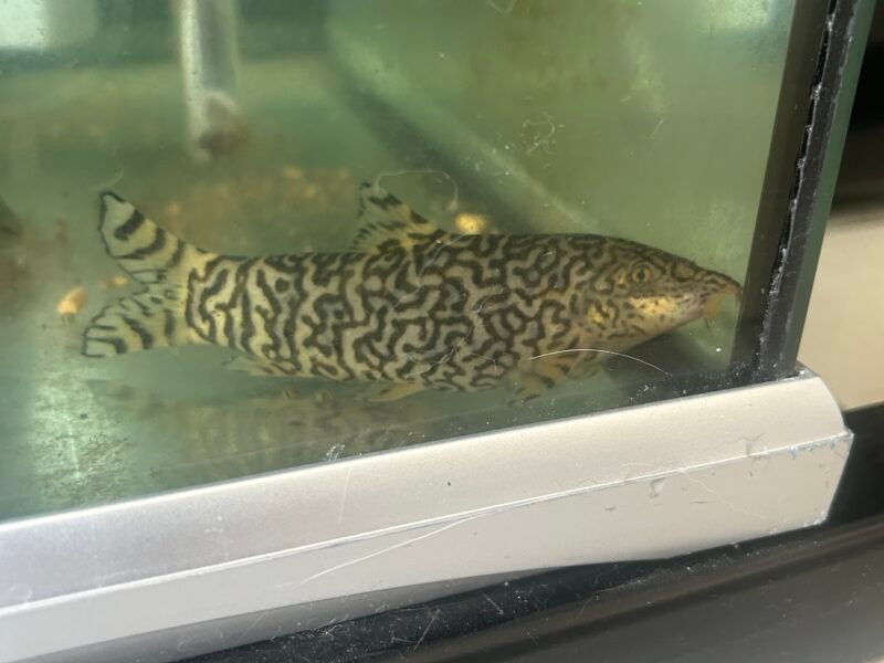 Loche Botia Lohachata