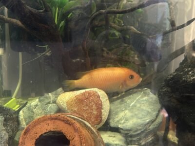 Groupe Cichlidés Africain complet