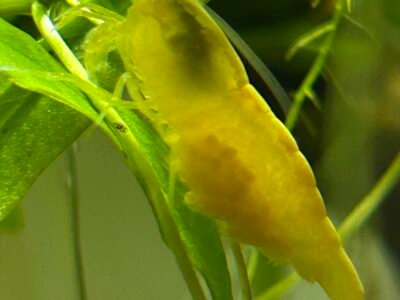 Crevettes néo Caridina Yellow King Kong