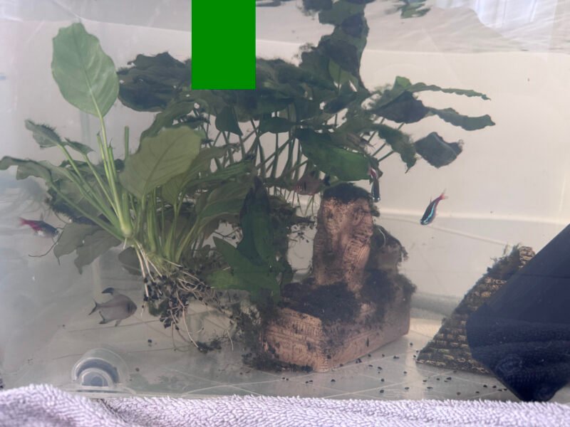 Don de 6 poissons et 2 crevettes